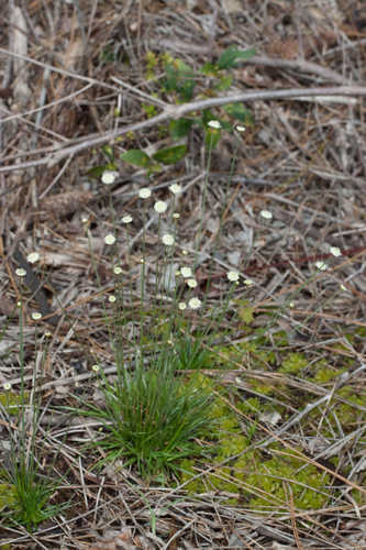 Syngonanthus flavidulus #4